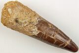 2.86" Spinosaurus Tooth - Real Dinosaur Tooth - #202782-1